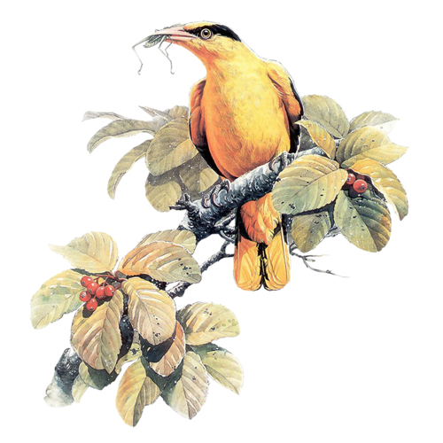 őszi állatok_29.png